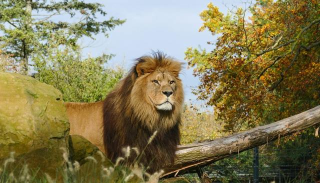 Erwachsenes Löwen-Männchen im Zoo bei Sonnenlicht