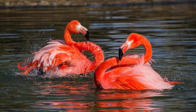 Zwei Kubaflamingo schwimmen im Wasser