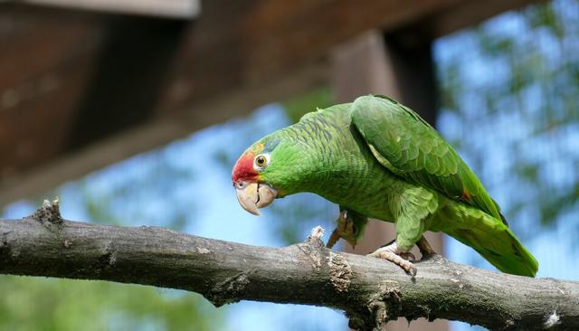 Exotischer Vogel Grünwangenamazone auf Ast